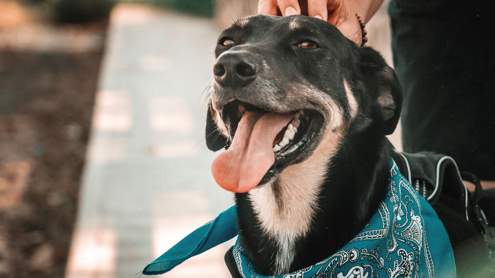 Dog rescue hero image