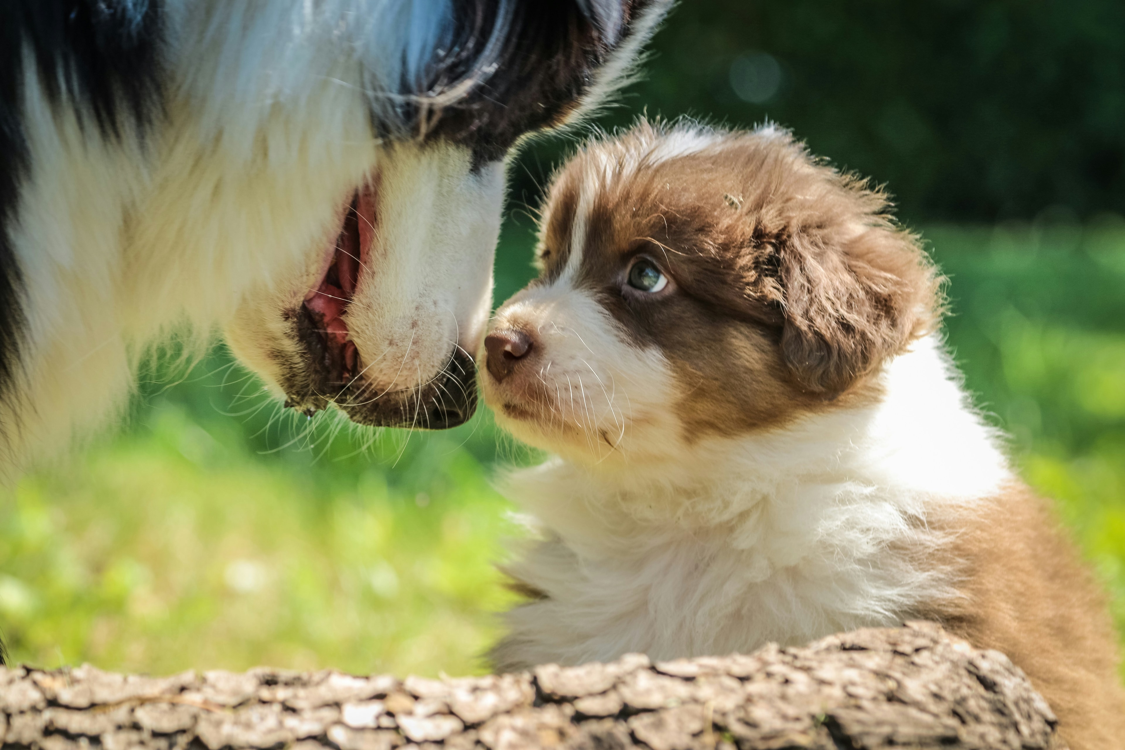 Rescue dog 10