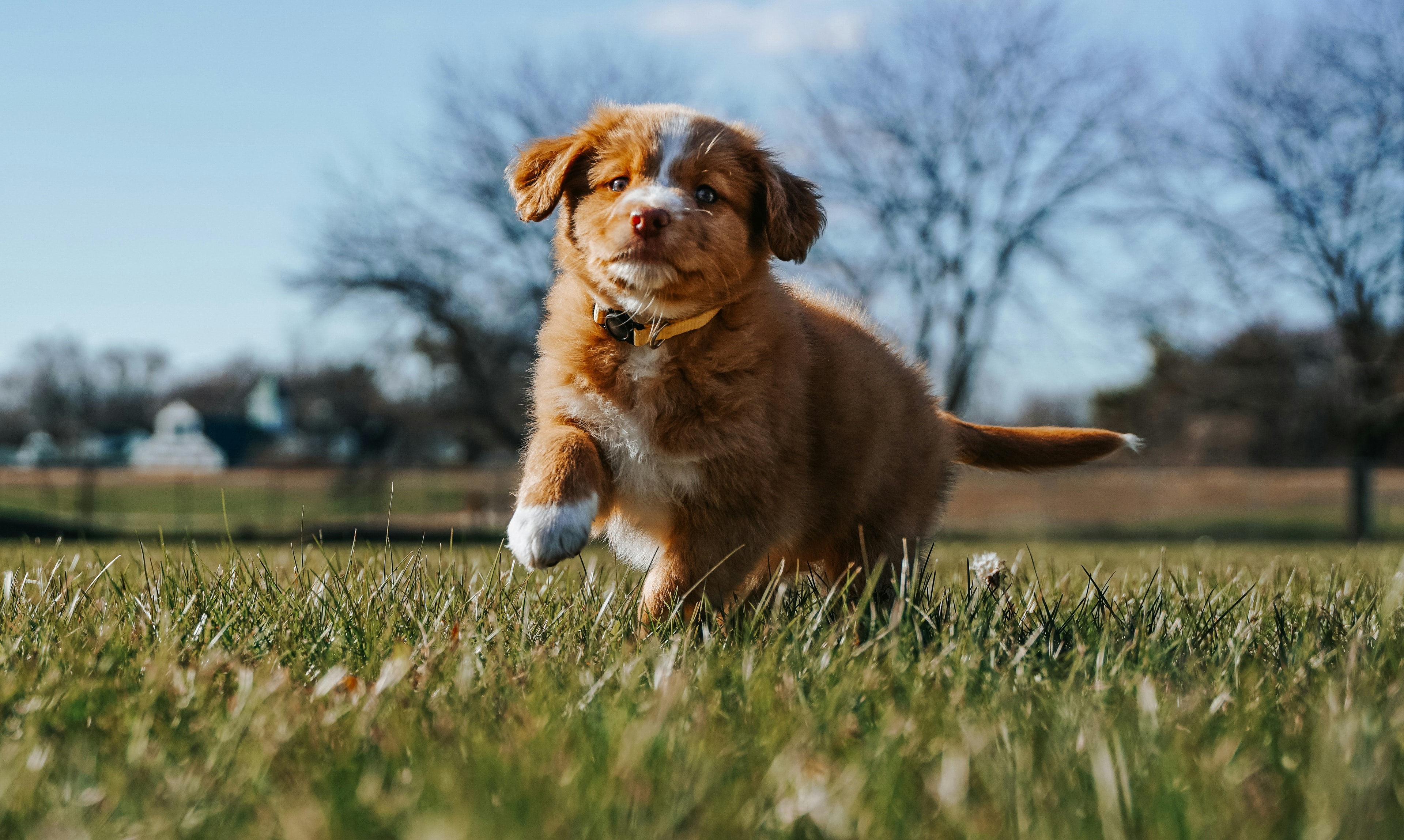Rescue dog 11