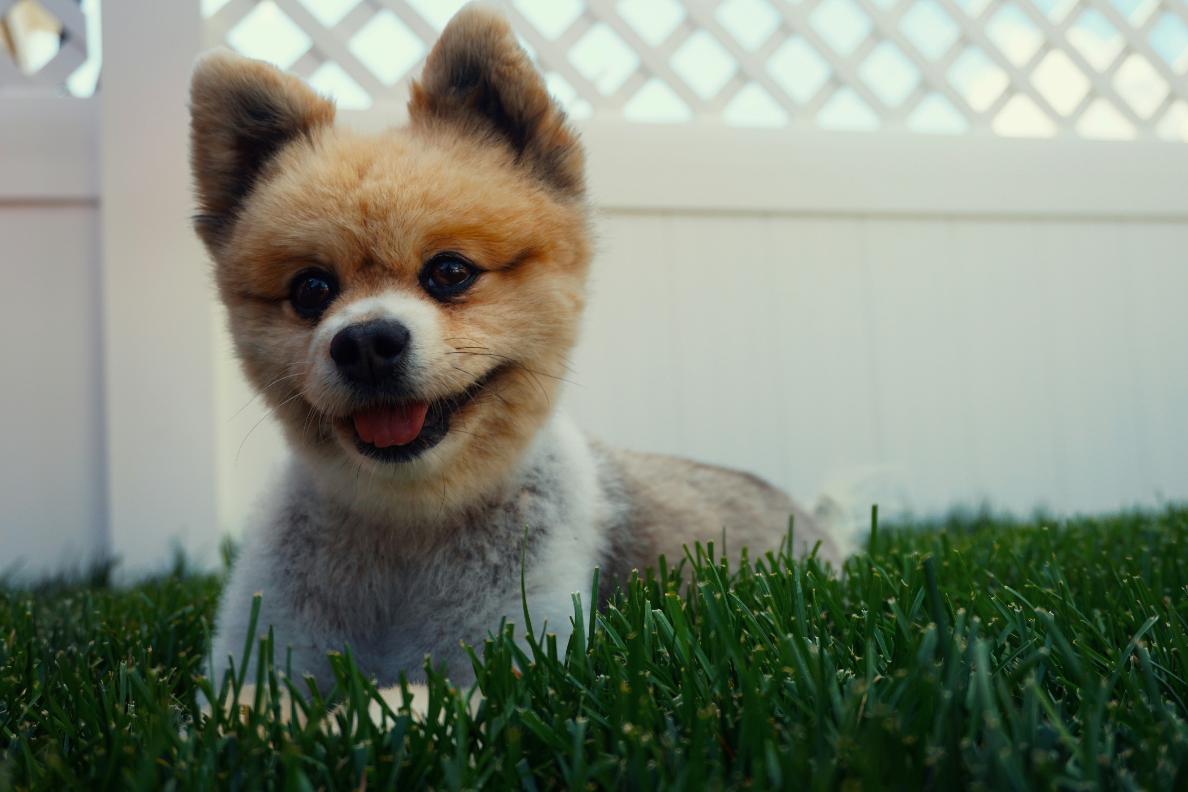 Rescue dog 2