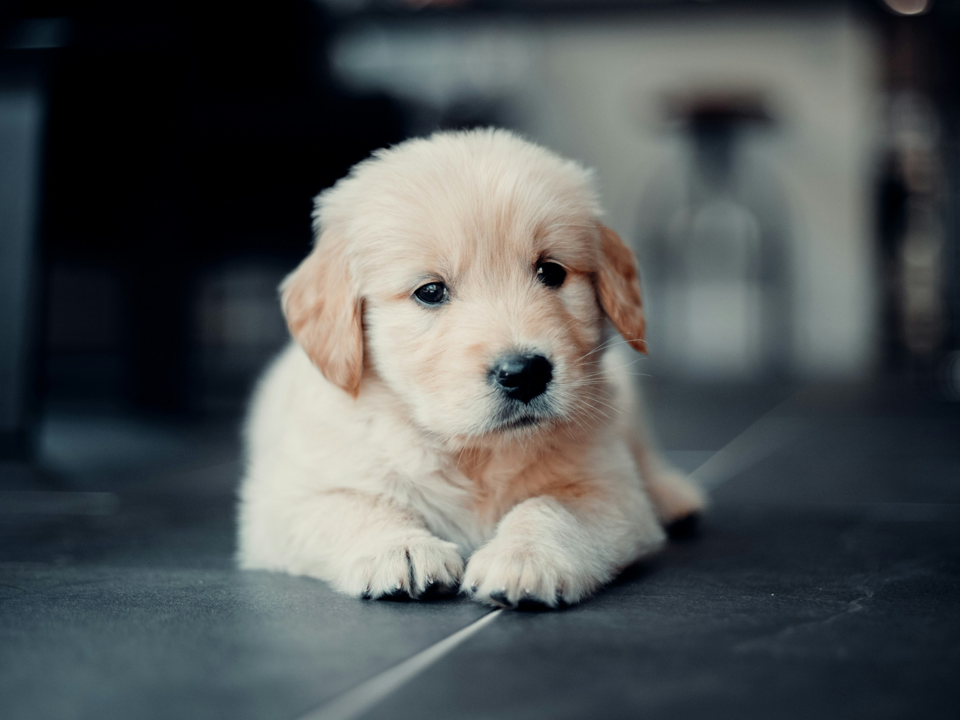 Rescue dog 4