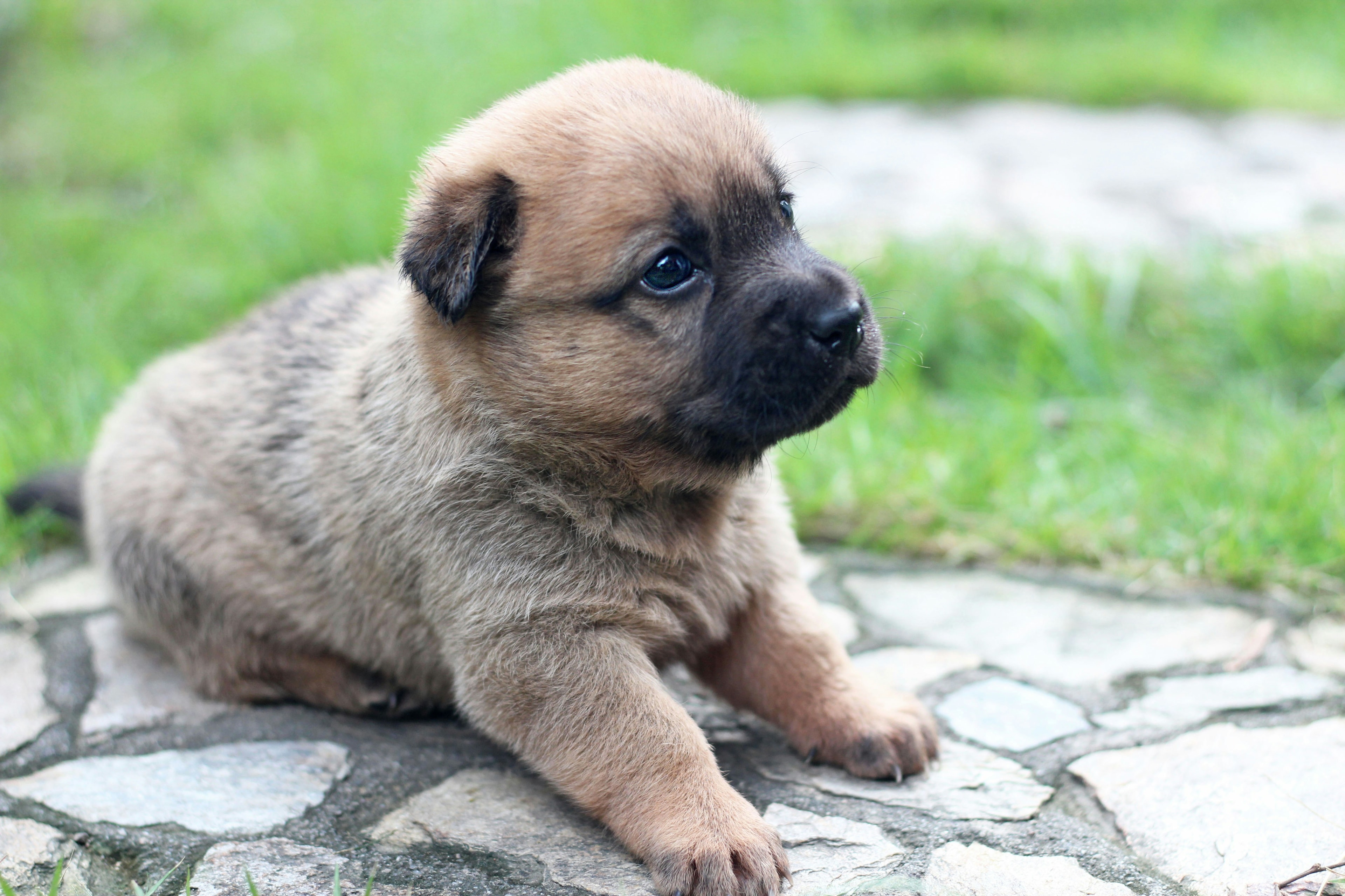 Rescue dog 5