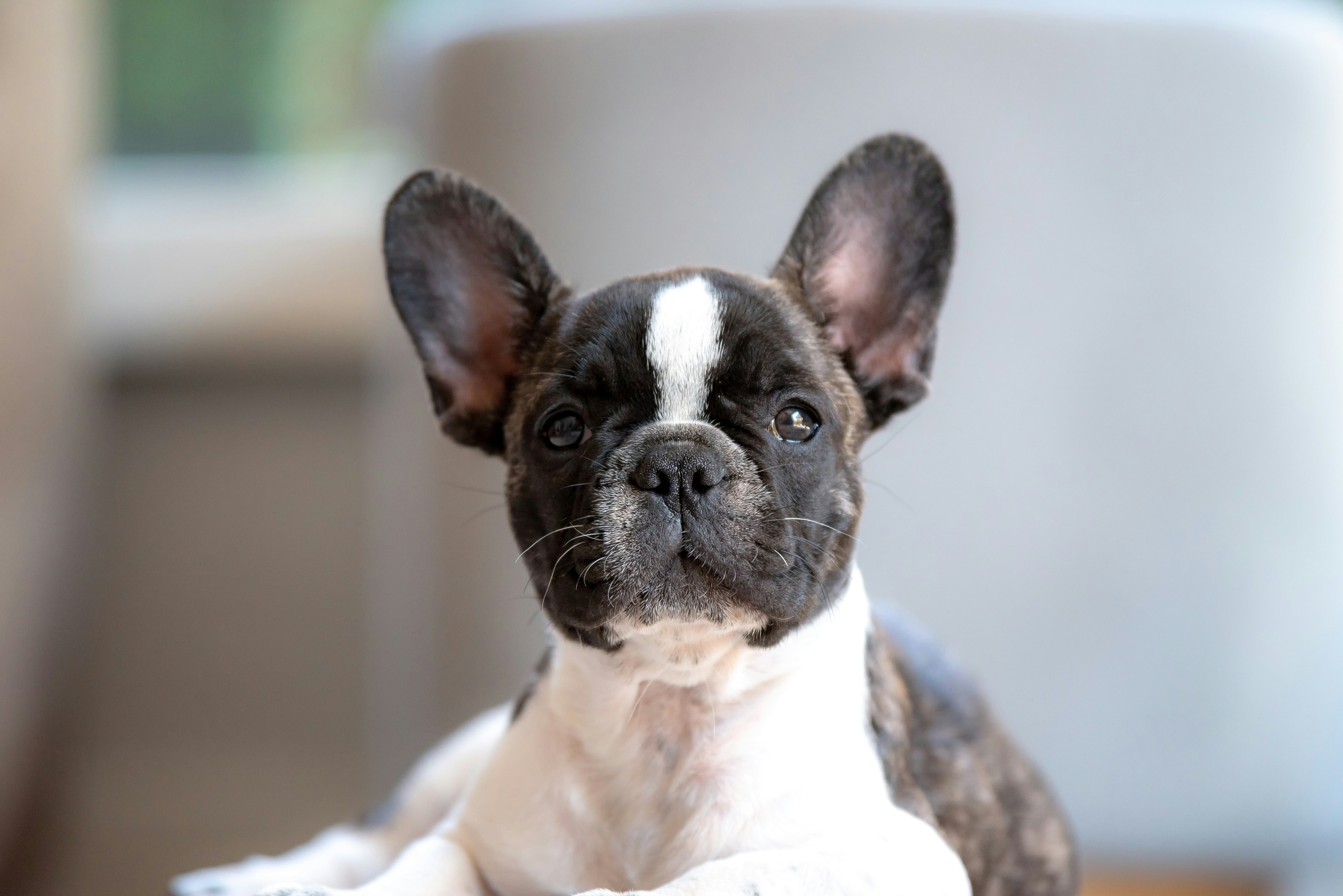 Rescue dog 7