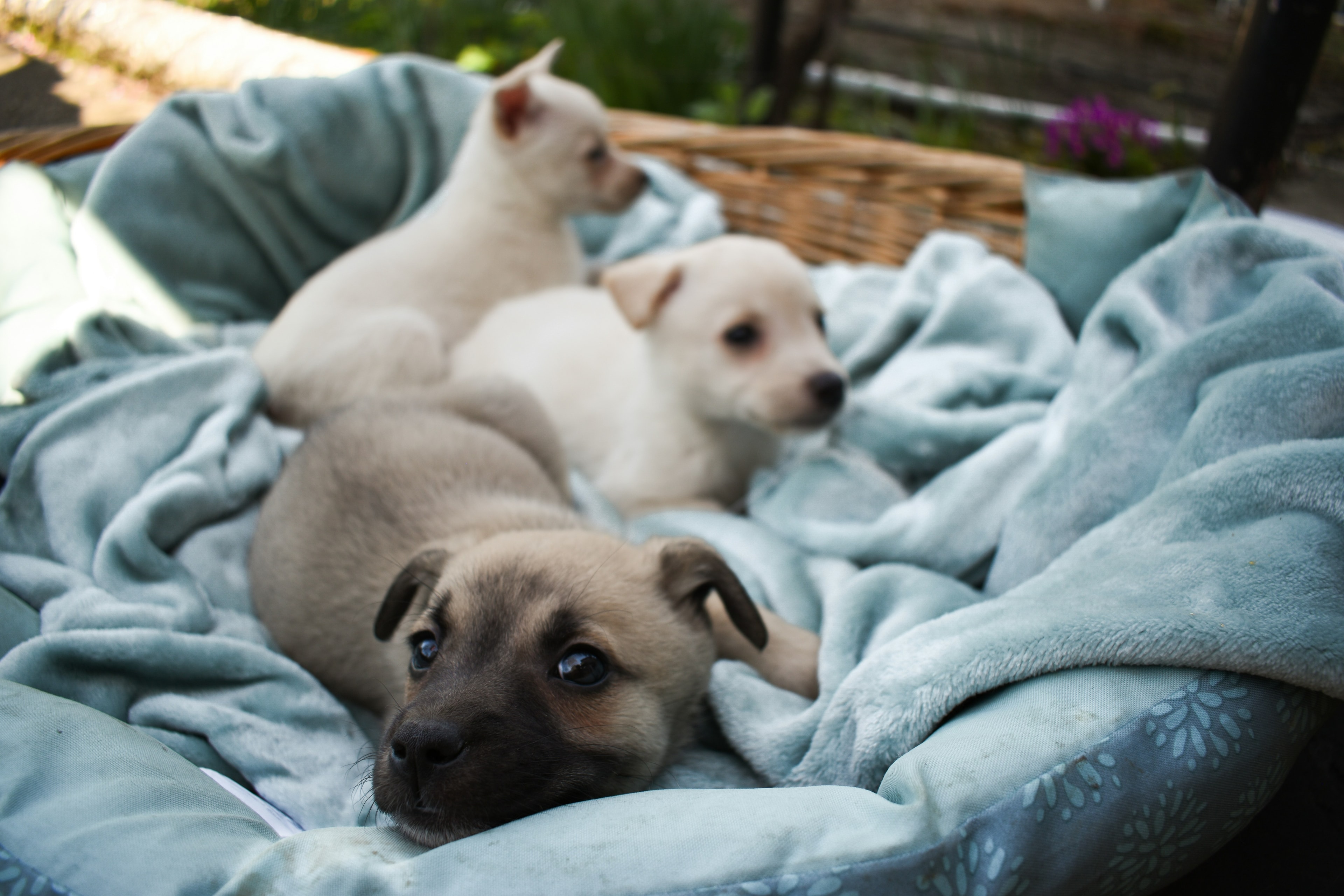 Rescue dog 8