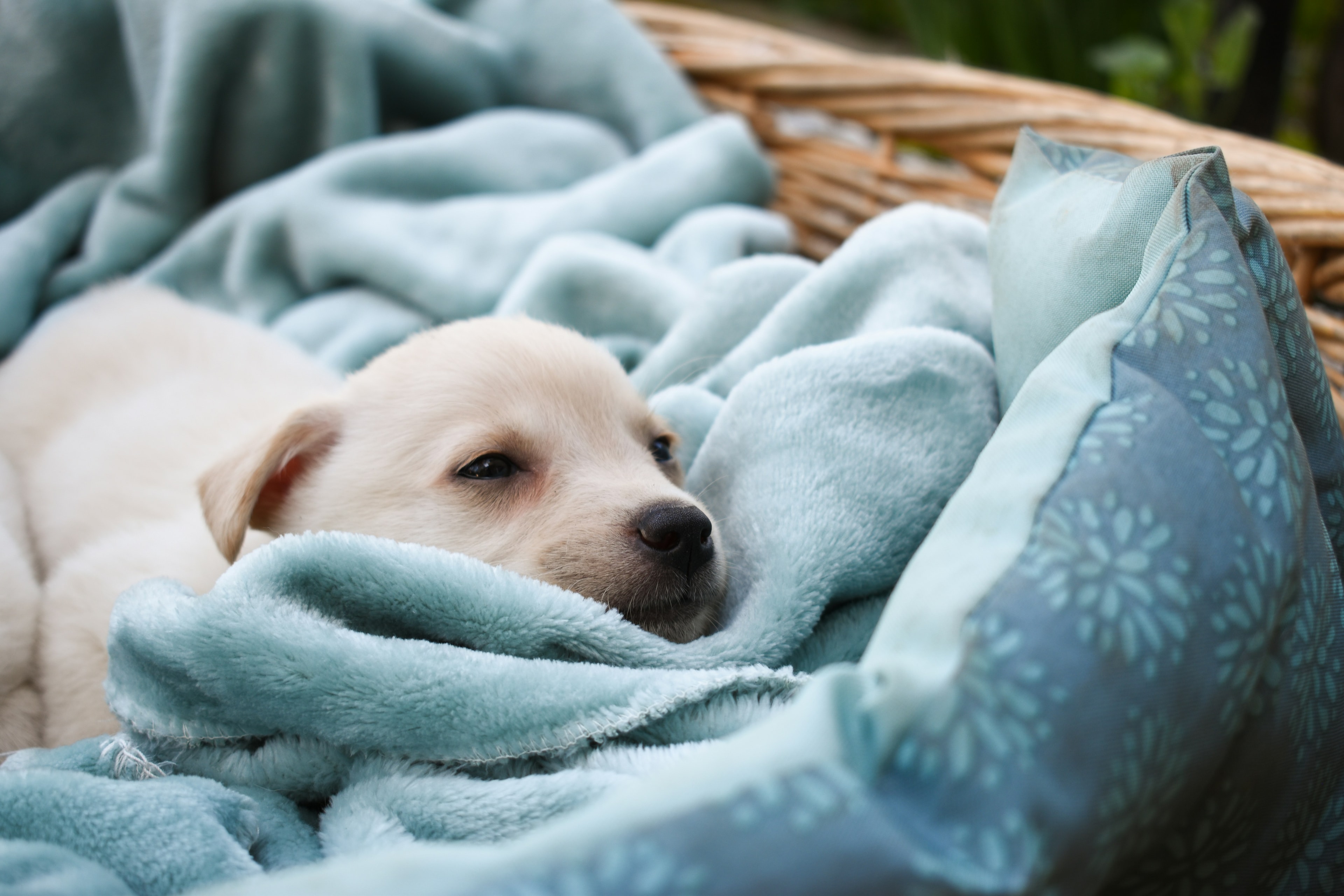 Rescue dog 9