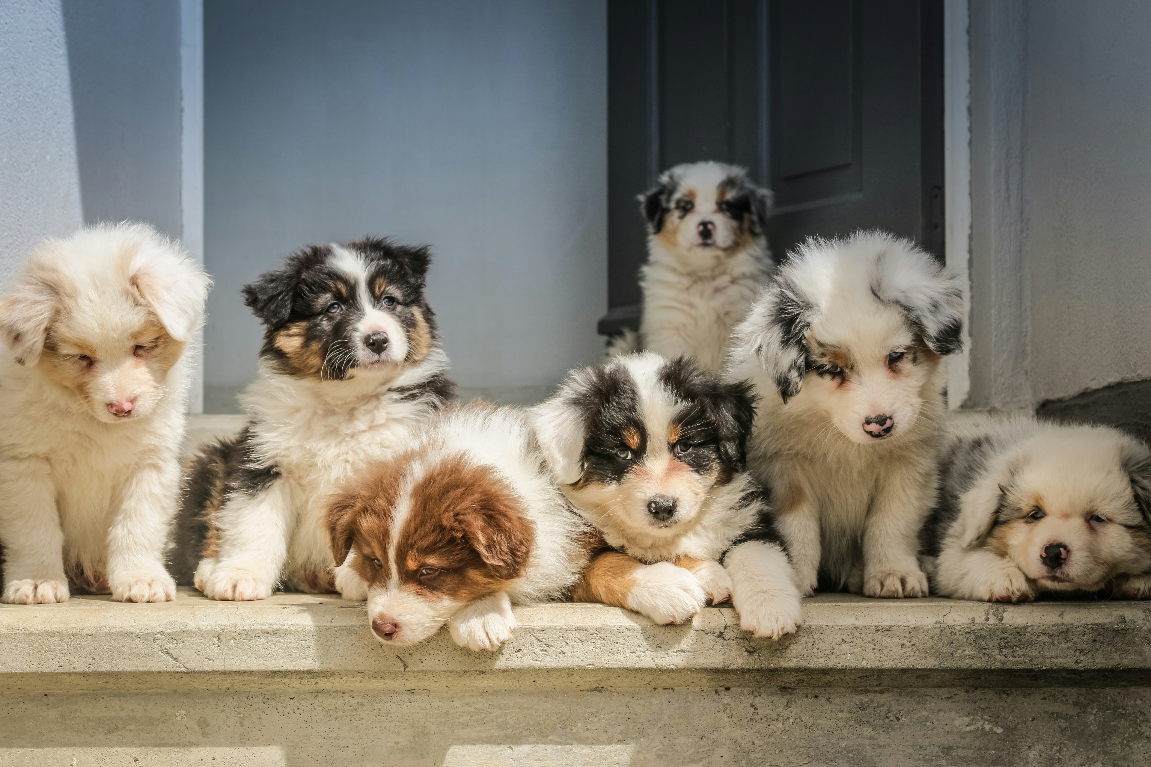 Dog rescue and care activities