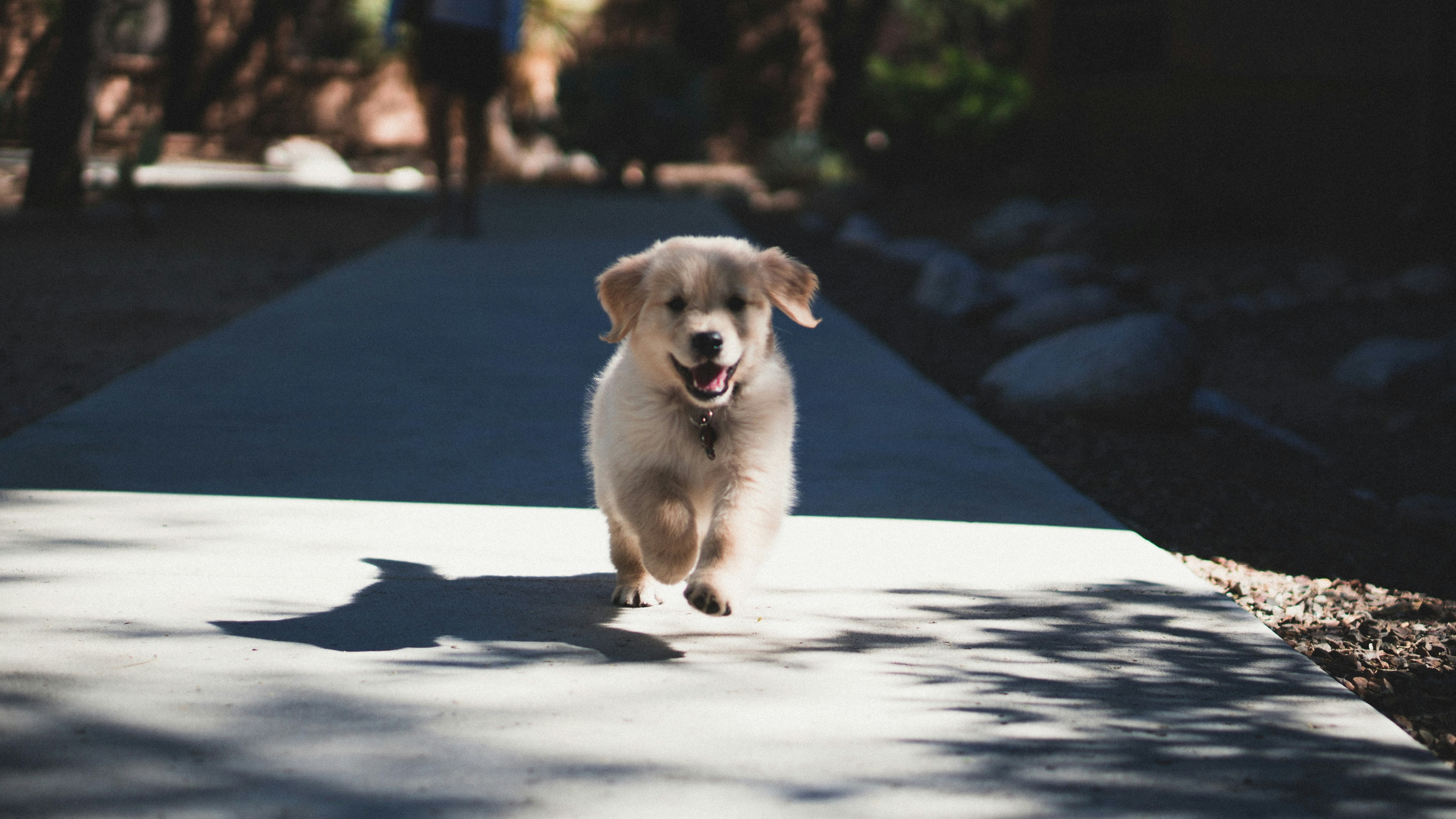 Dogs in care