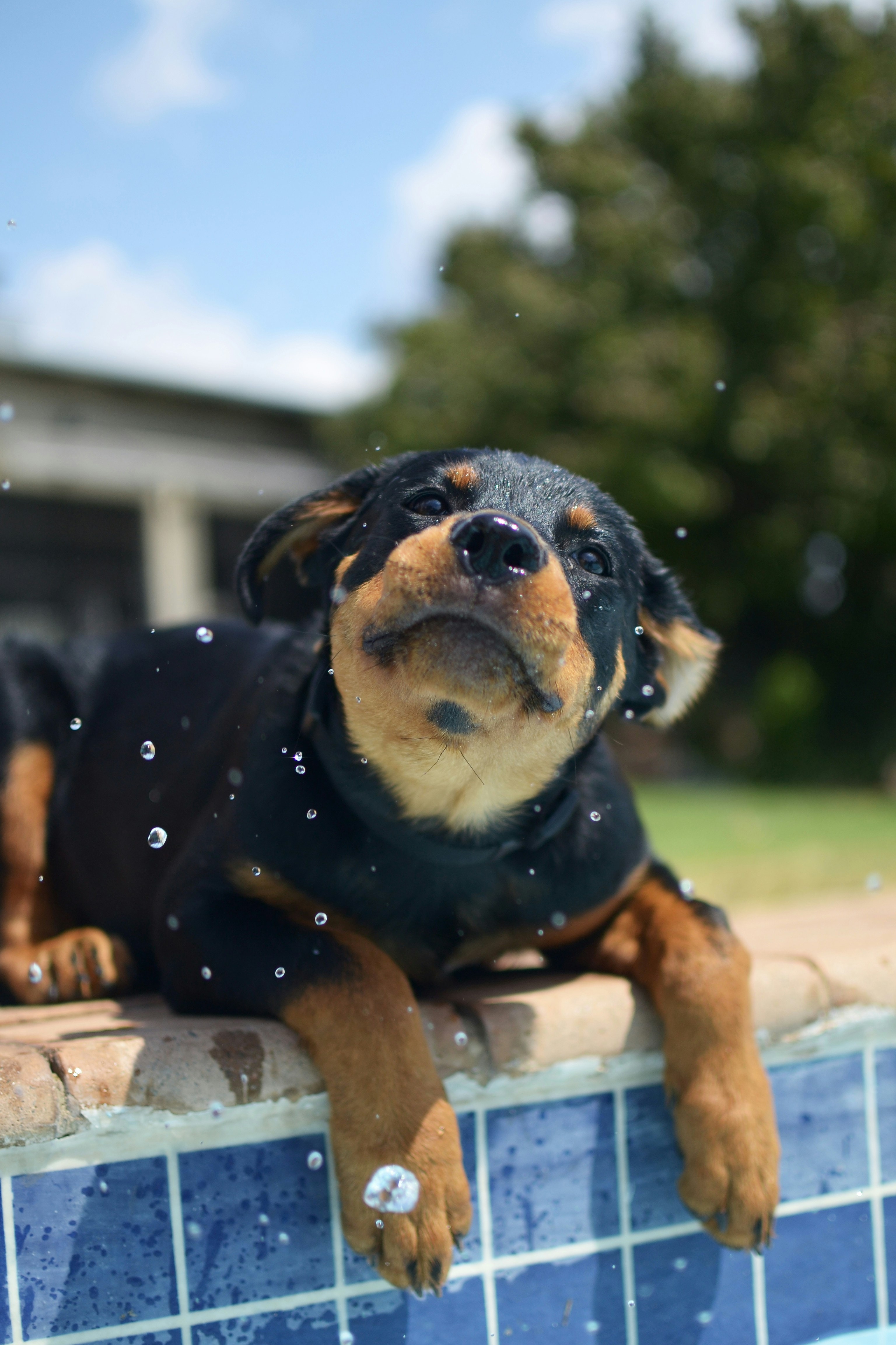 Happy rescued dogs