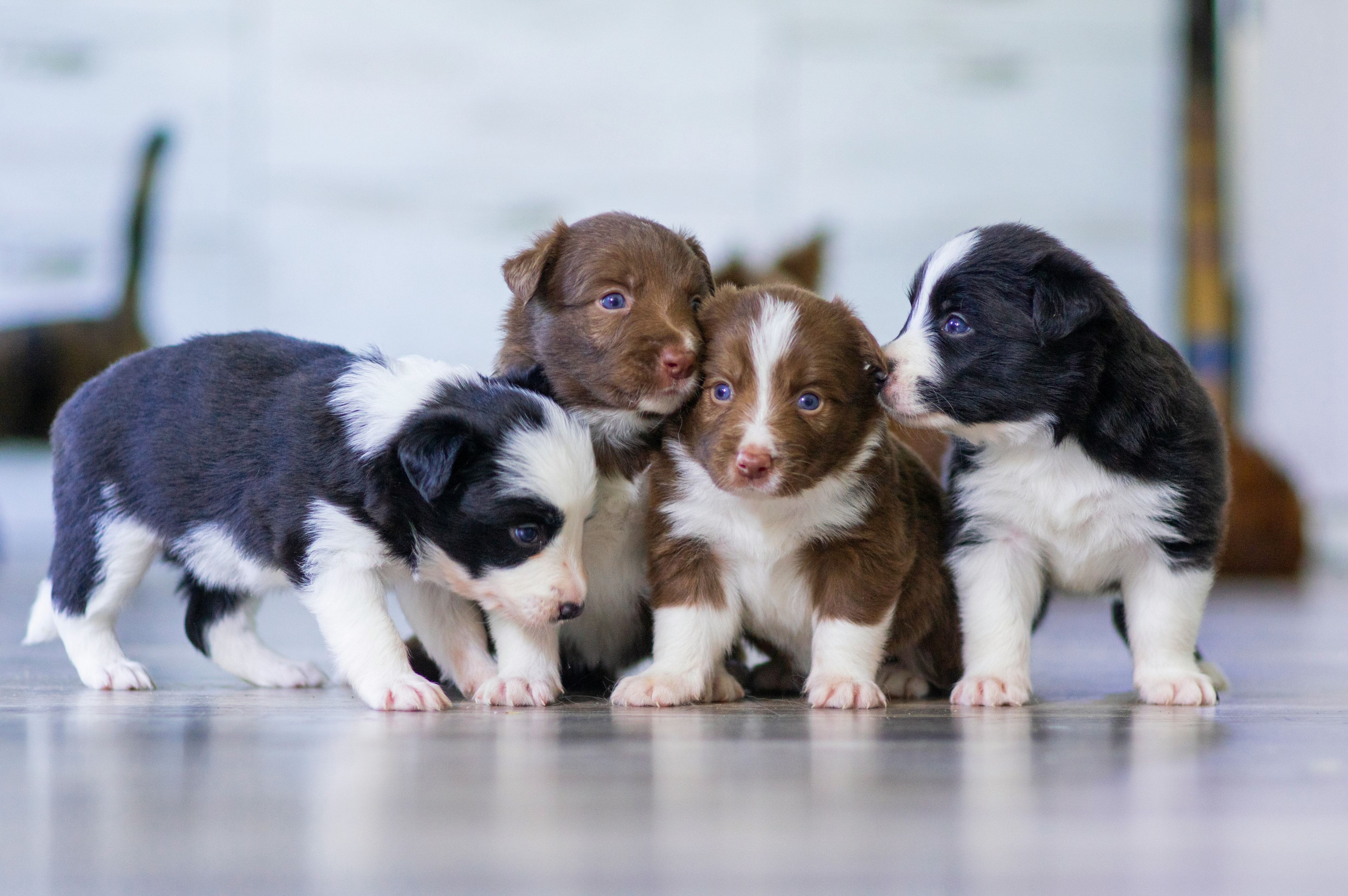 Dog adoption success
