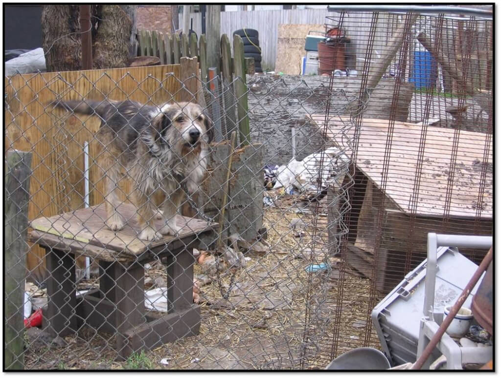 Bella before rescue