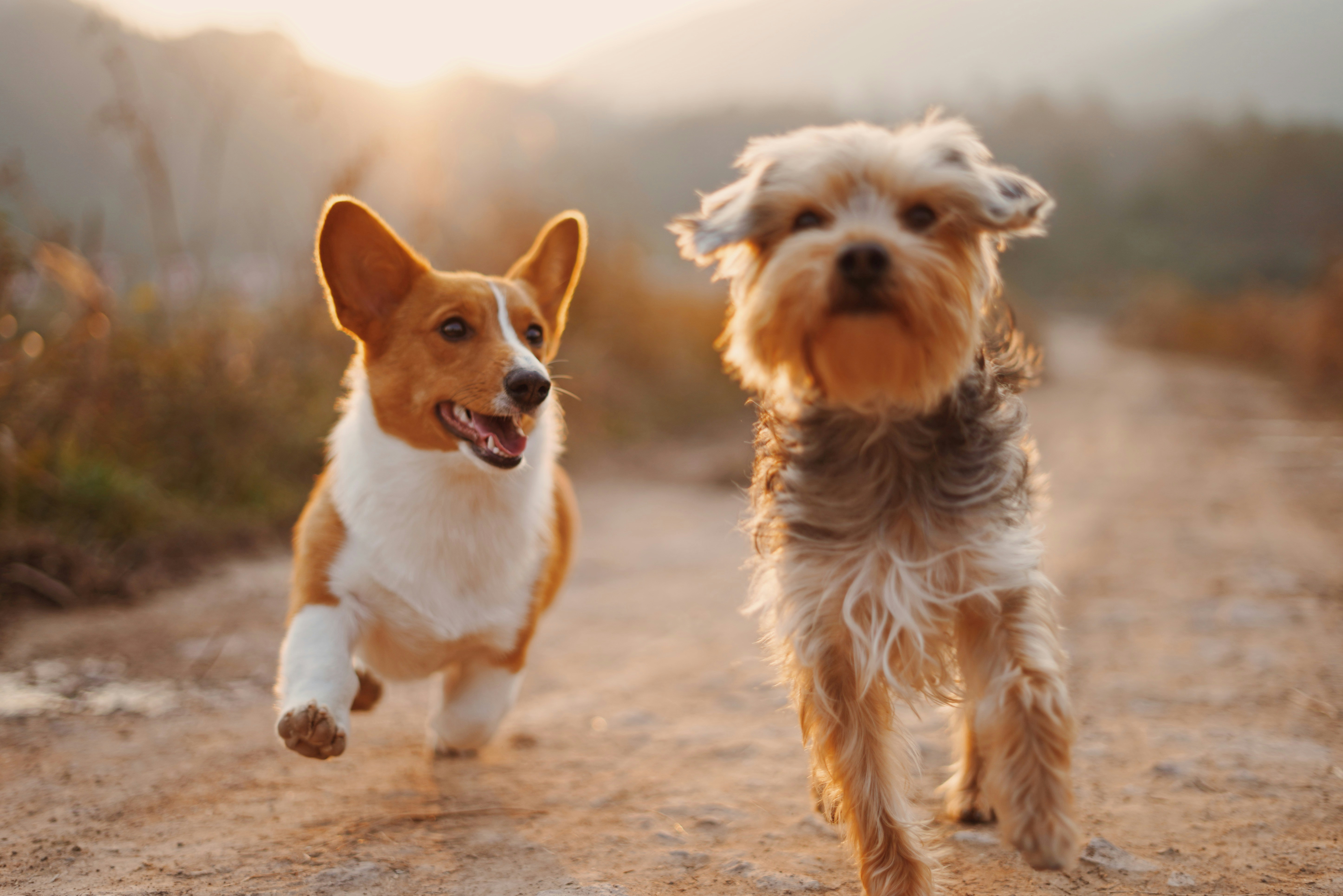 Basic Obedience Fundamentals
