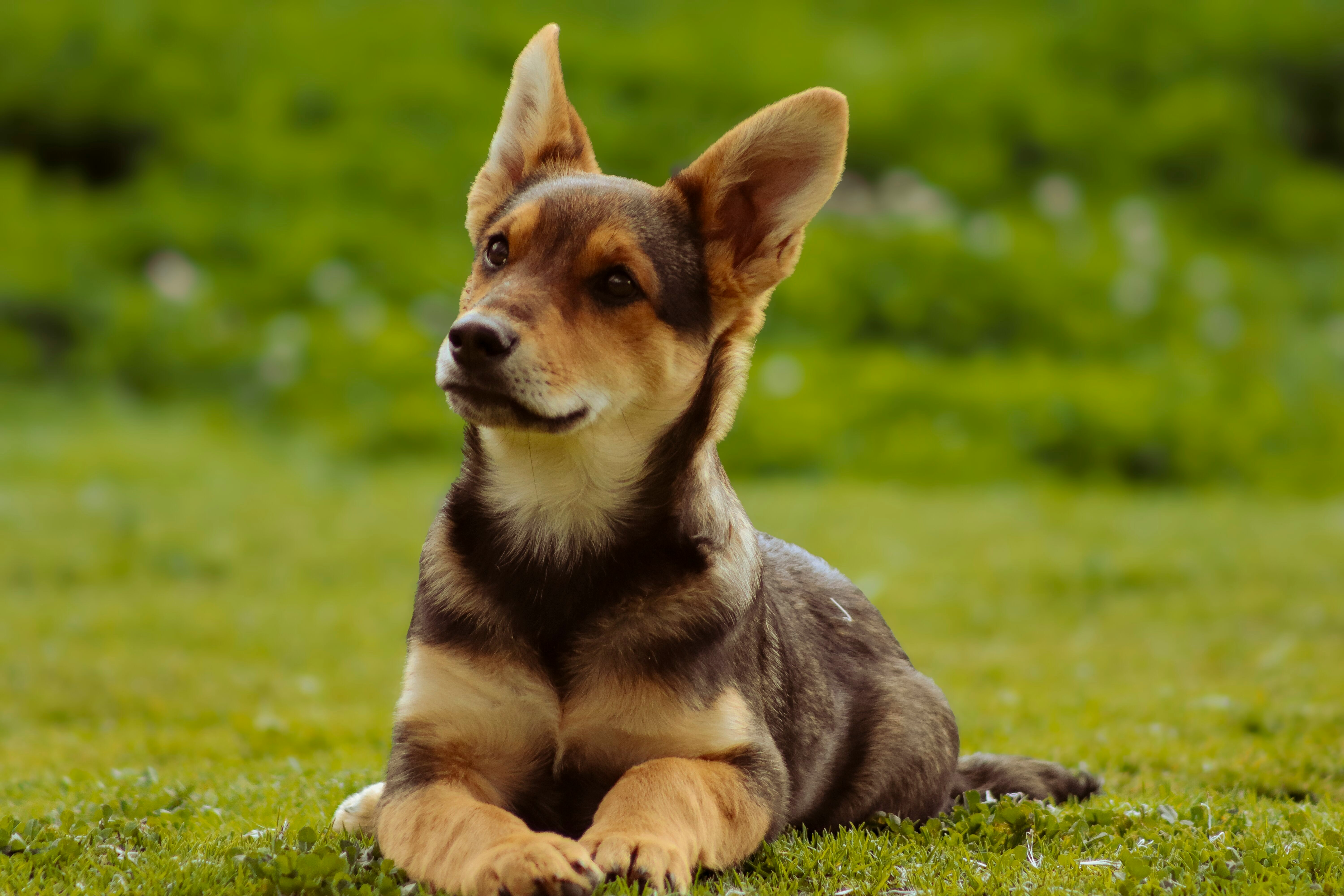 First Time Dog Owner Bootcamp